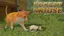 Forest Mouse game cover image